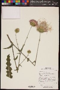 Cirsium neomexicanum image