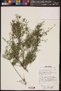 Galium stellatum subsp. eremicum image