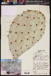 Opuntia engelmannii image