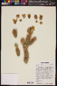 Cylindropuntia echinocarpa image