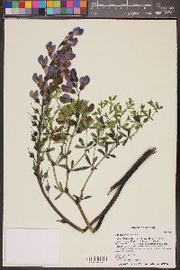 Baptisia australis image