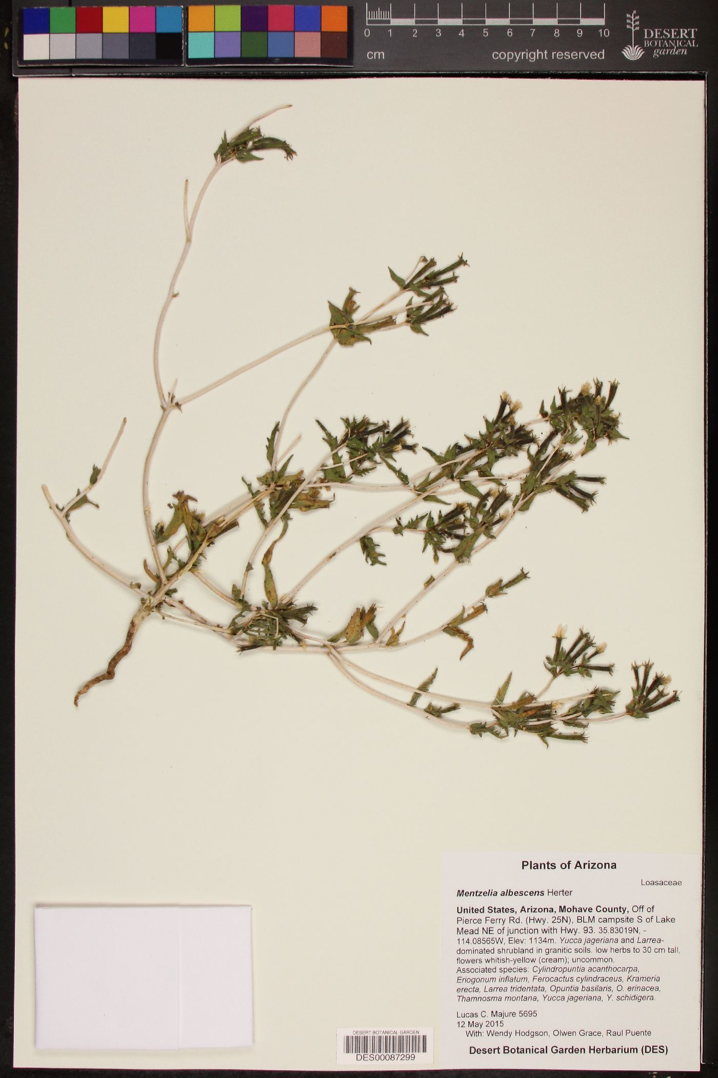 Mentzelia albescens image