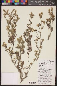 Cryptantha barbigera image