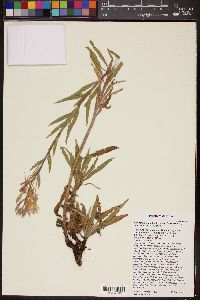 Oenothera elata subsp. hirsutissima image