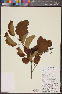 Alnus incana subsp. tenuifolia image