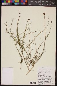 Adenophyllum porophylloides image