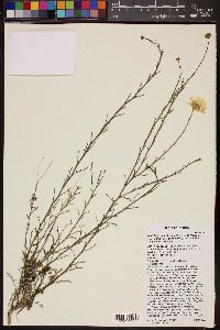 Xanthisma spinulosum var. gooddingii image