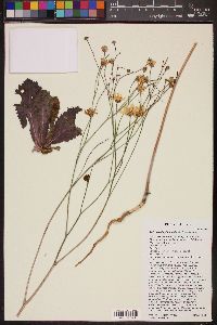 Atrichoseris platyphylla image