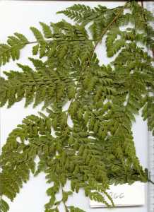 Image of Dennstaedtia bipinnata