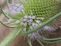 Dipsacus fullonum image