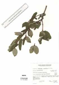 Shepherdia canadensis image