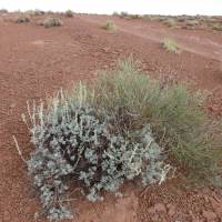 Ephedra torreyana image