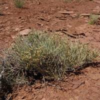 Ephedra torreyana image