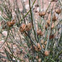 Image of Ephedra torreyana