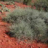 Image of Ephedra nevadensis