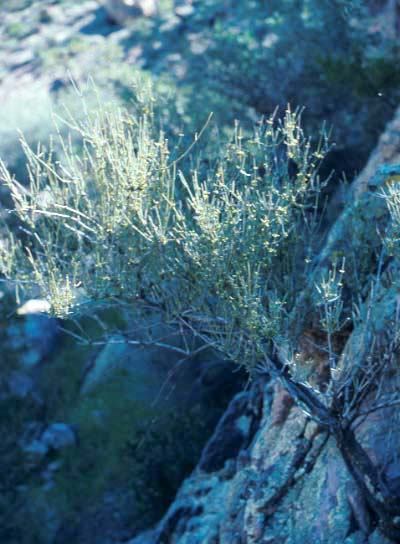 Ephedraceae image