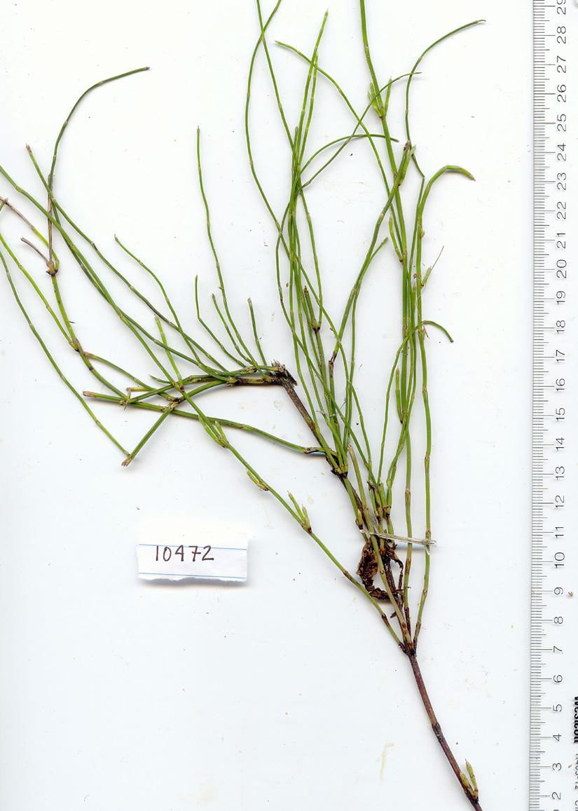 Equisetum image