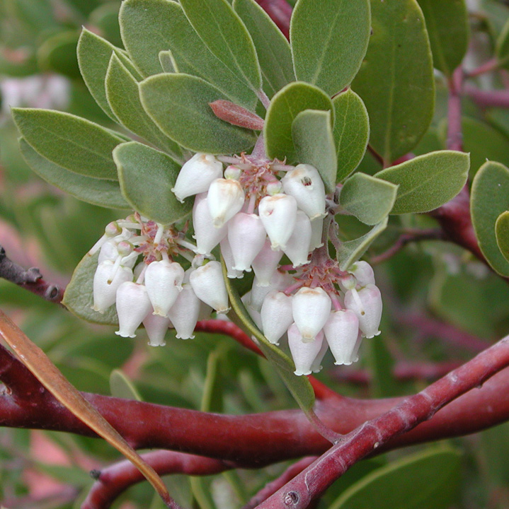 Arctostaphylos pungens image