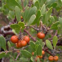 Arctostaphylos pungens image