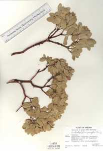 Arctostaphylos pringlei image