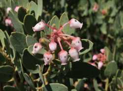 Arctostaphylos pringlei image