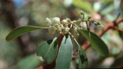 Arbutus arizonica image