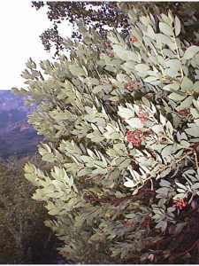 Arctostaphylos pringlei image