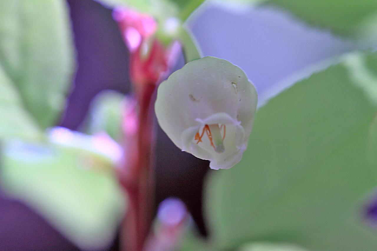 Vaccinium myrtillus var. oreophilum image