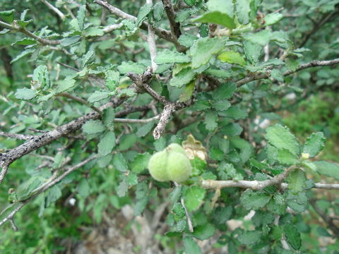 Bernardia myricifolia image