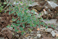 Image of Euphorbia macropus