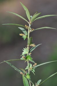 Image of Acalypha gracilens