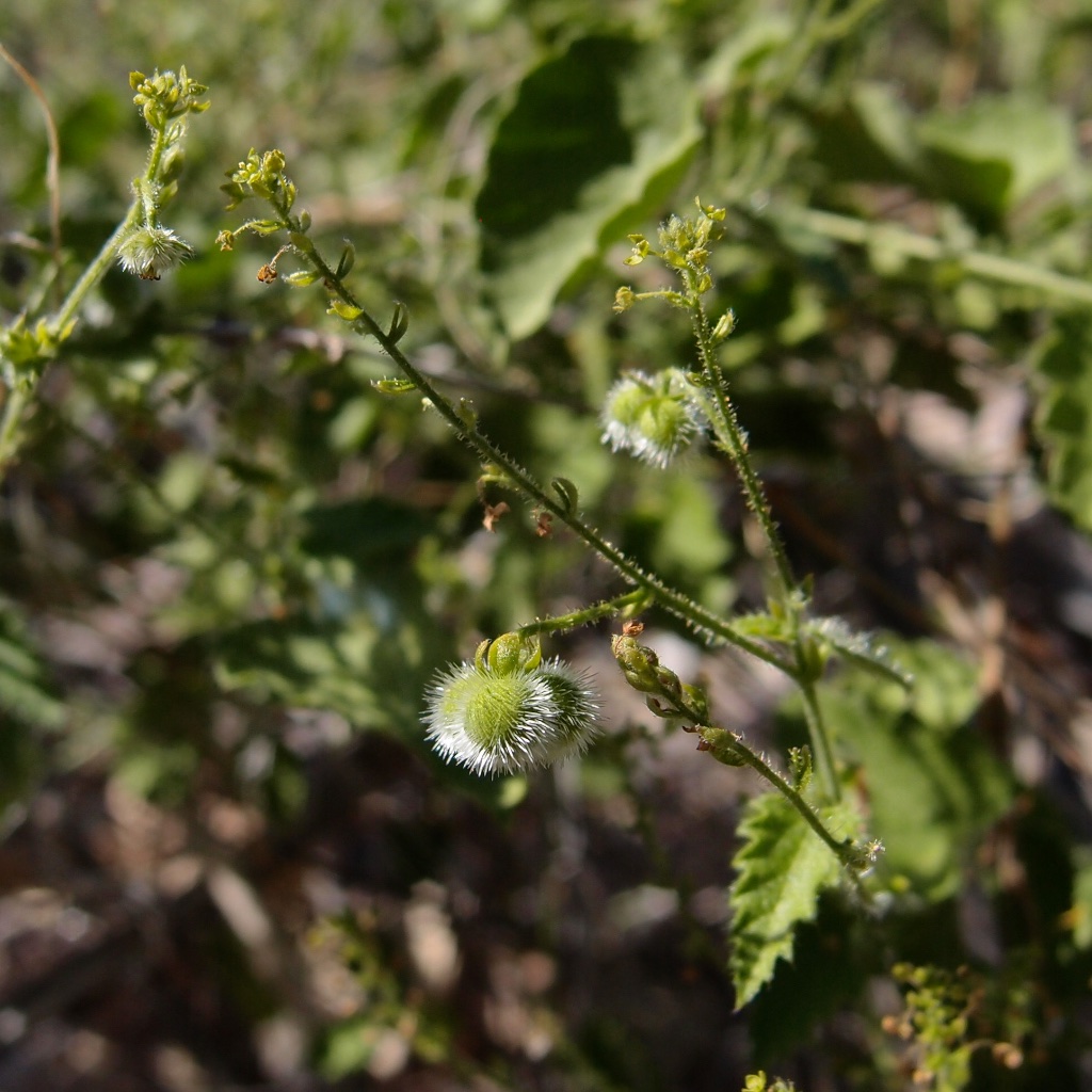 Tragia jonesii image