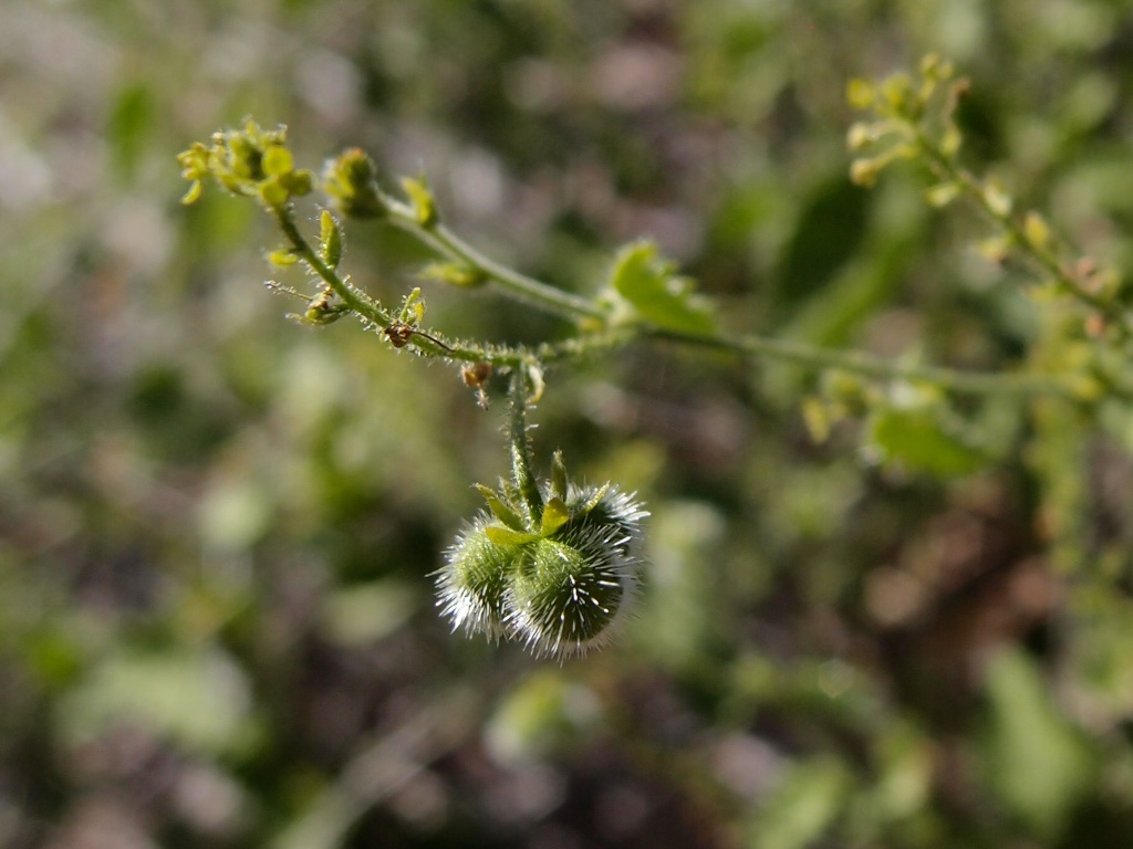 Tragia jonesii image