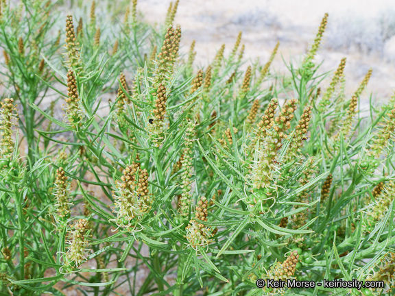 Stillingia paucidentata image