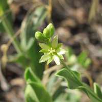 Image of Argythamnia mercurialina