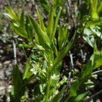 Argythamnia cyanophylla image