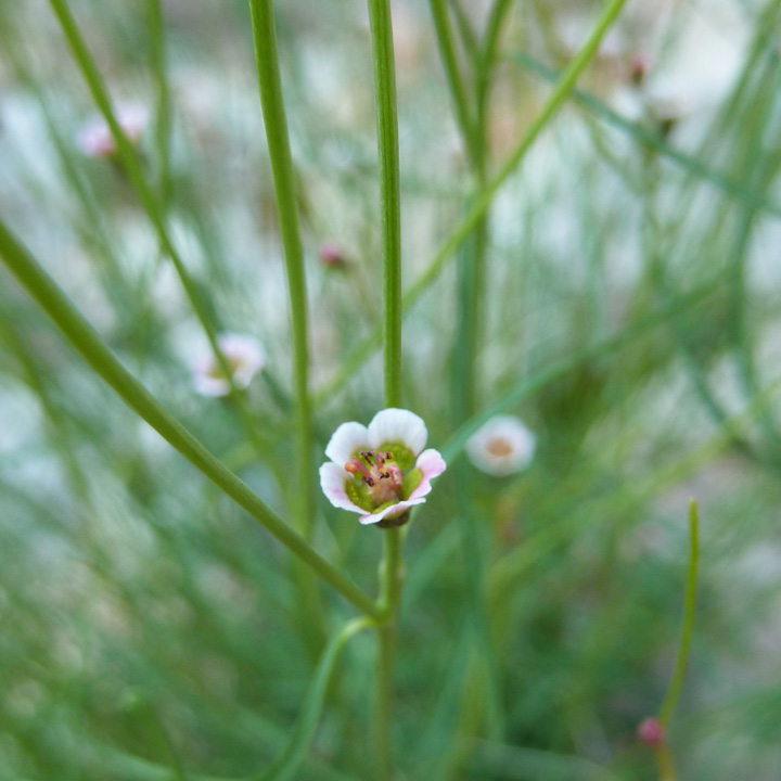 Euphorbia aaron-rossii image