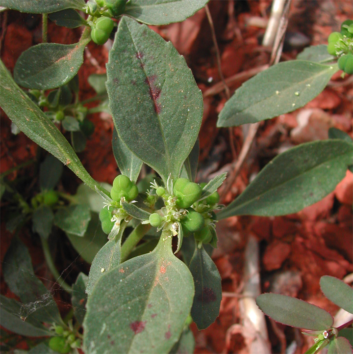 Euphorbia dentata image