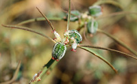 Euphorbia eriantha image