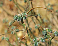 Image of Euphorbia eriantha