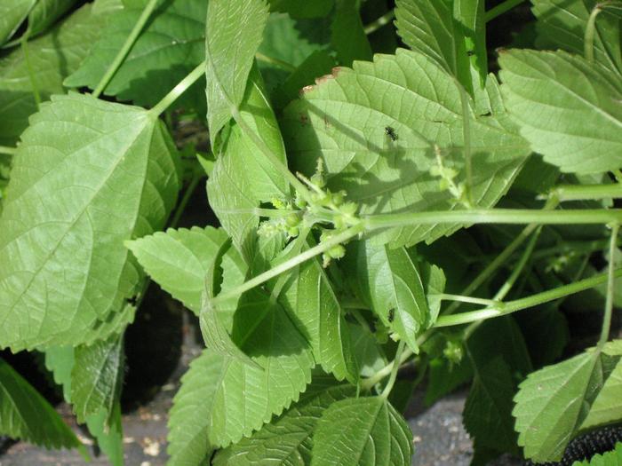 Acalypha indica image