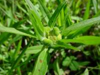 Image of Euphorbia cuphosperma