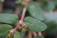 Image of Euphorbia abramsiana