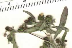 Image of Euphorbia trachysperma