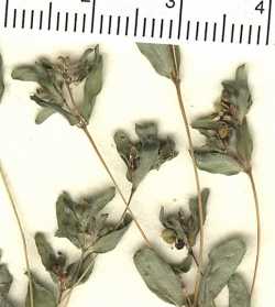 Image of Euphorbia vermiculata