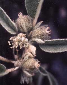 Image of Croton lindheimerianus