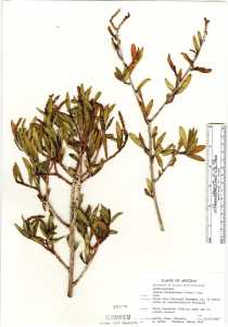 Sebastiania bilocularis image