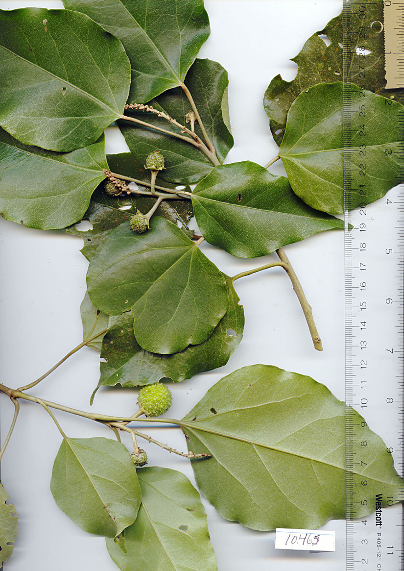 Croton image