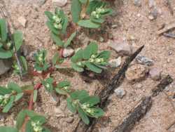 Image of Euphorbia indivisa