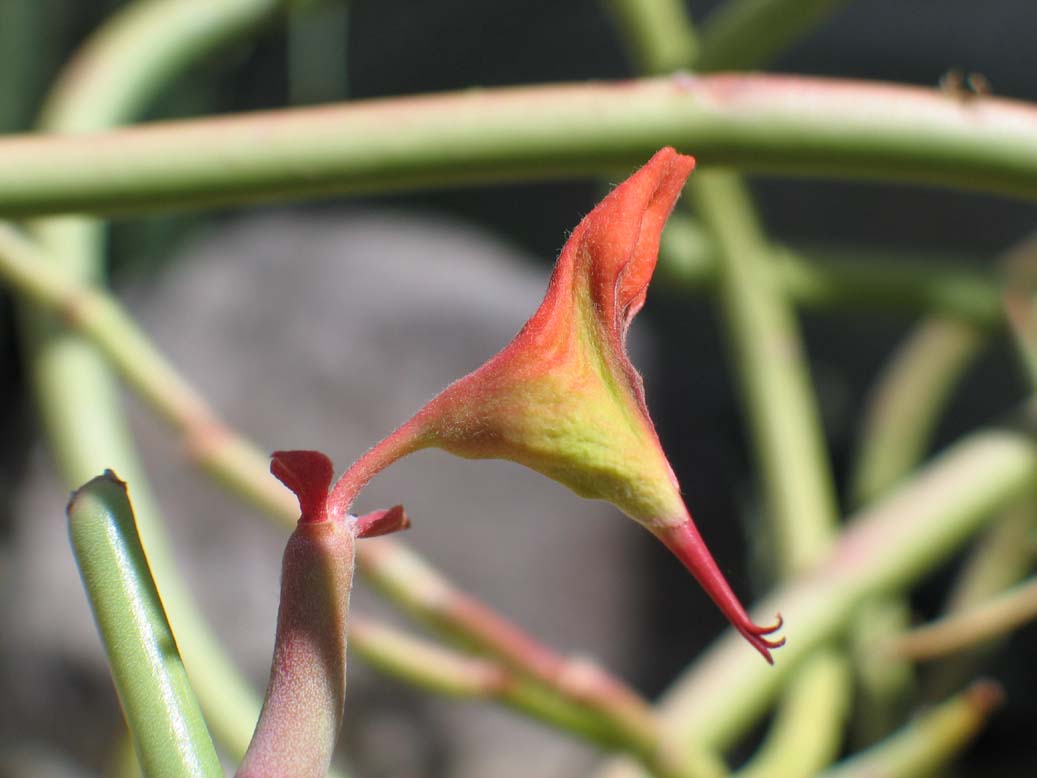 Euphorbia lomelii image